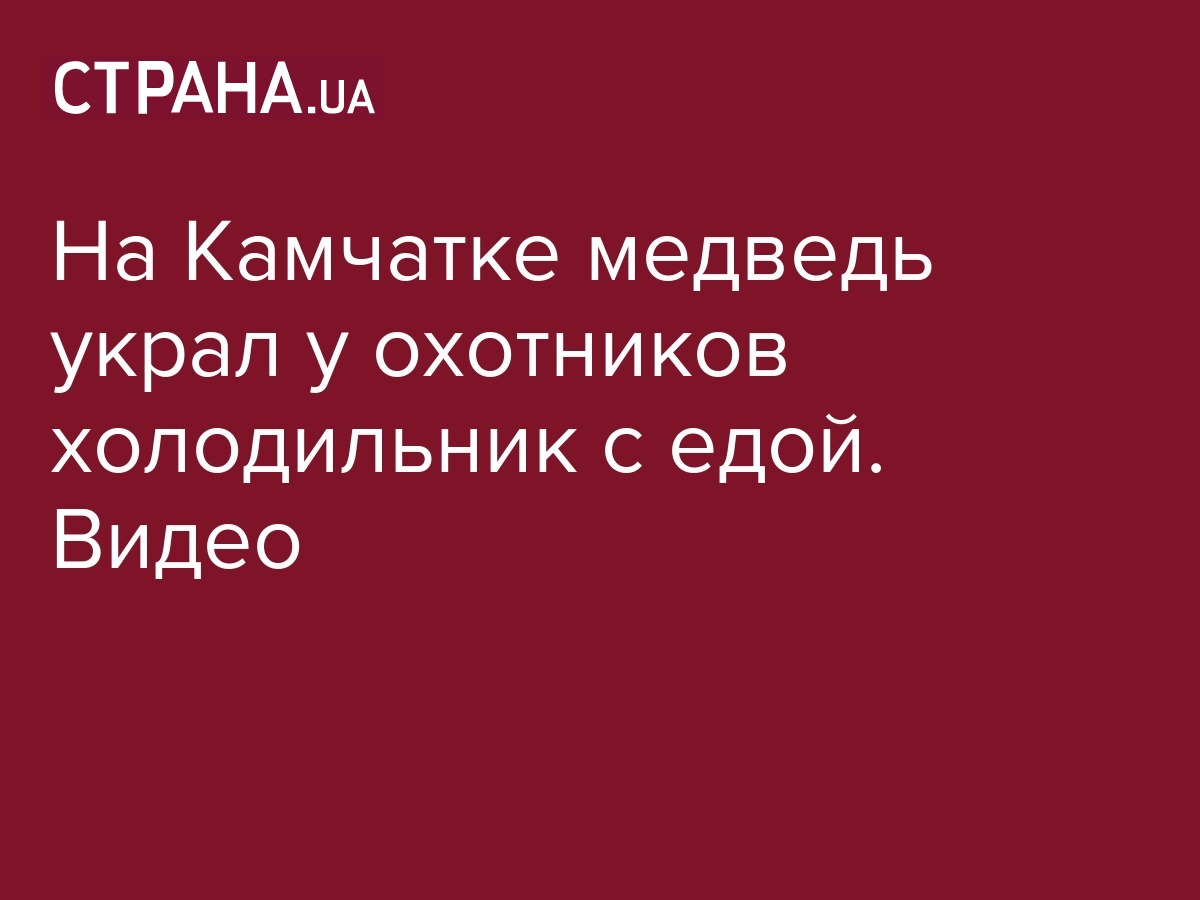 В России медведь украл у охотников холодильник с едой - видео